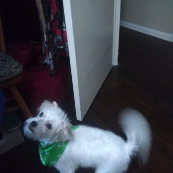 Meet your Posher, Shirley - Picture 1 of 1